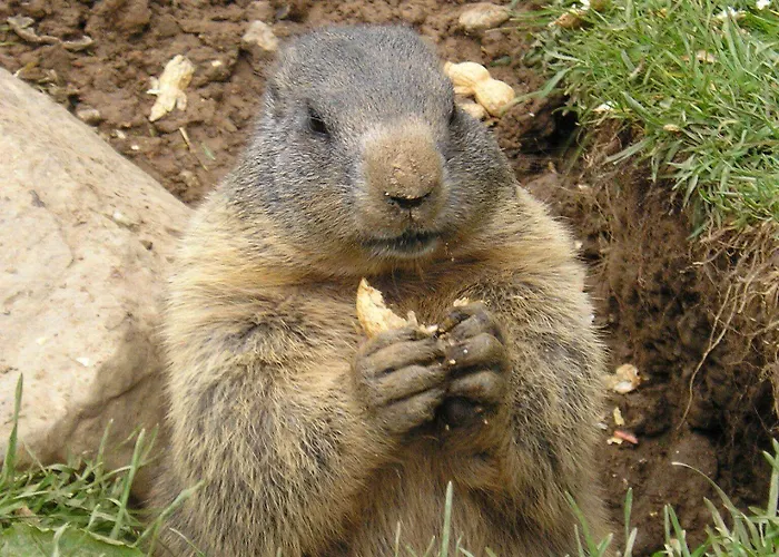 מלון Matschner 4*